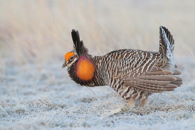 Greater Prairie Chicken