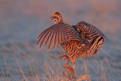 Greater Prairie Chicken