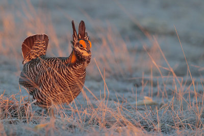 Greater Prairie Chicken