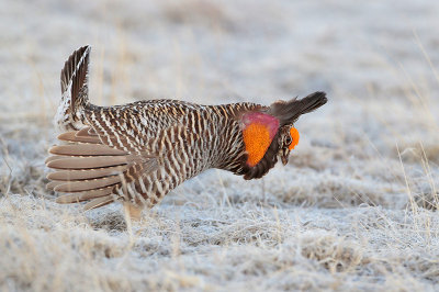 Greater Prairie Chicken