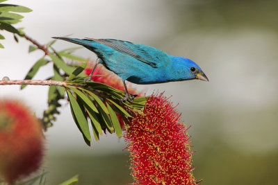 Indigo Bunting