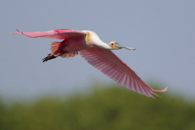 Roseate Spoonbill