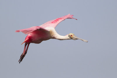 Roseate Spoonbill