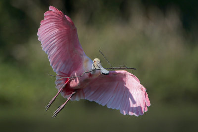 Roseate Spoonbill