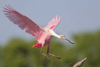 Roseate Spoonbill