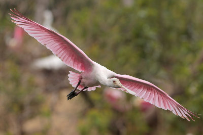 Roseate Spoonbill