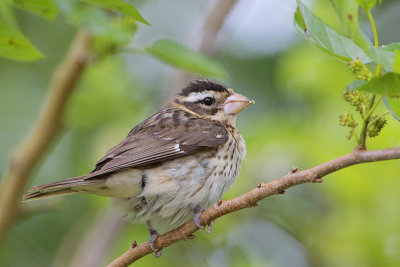 Rose-breasted Grosbeak