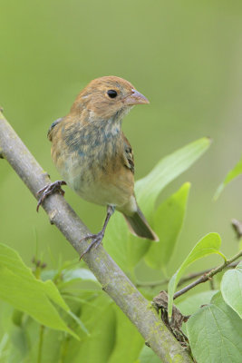 Indigo Bunting