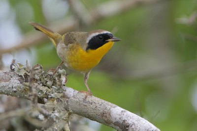 Common Yellowthroat