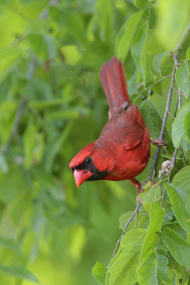 Northern Cardinal