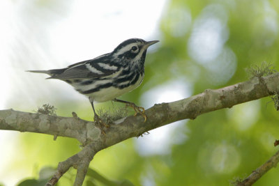 Black-and-white Warbler