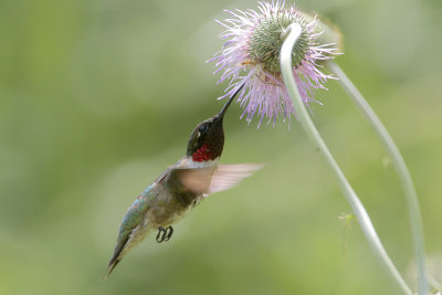 Ruby-throated Hummingbird