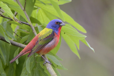 Painted Bunting