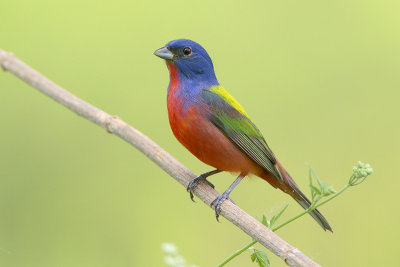 Painted Bunting