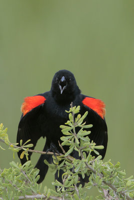 Red-winged Blackbird