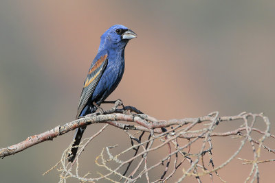 Blue Grosbeak