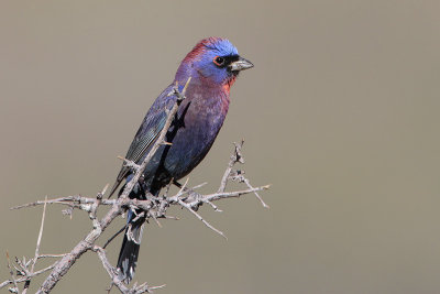 Varied Bunting