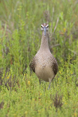 Whimbrel