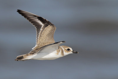 Wilson's Plover