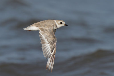 Piping Plover