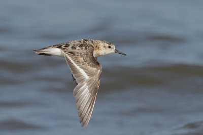 Sanderling