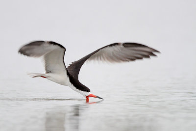 Black Skimmer