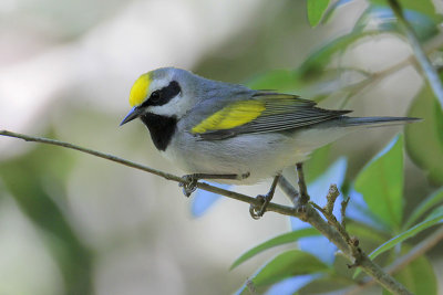 Golden-winged Warbler