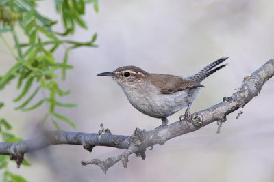 Bewick's Wren