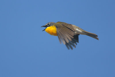 Yellow-breasted Chat (Display Flight)