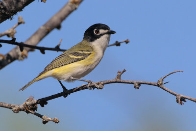 Black-capped Vireo