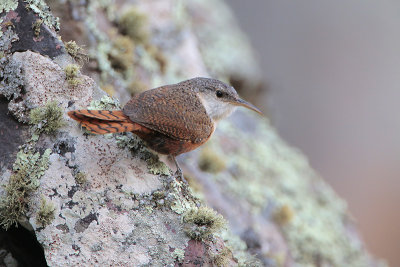 Canyon Wren