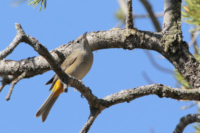 Colima Warbler