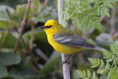 Blue-winged Warbler