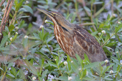 American Bittern