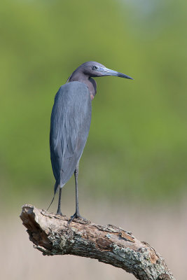 Little Blue Heron