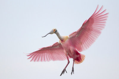 Roseate Spoonbill