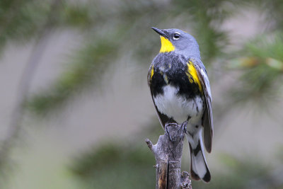 Yellow-rumped Warbler