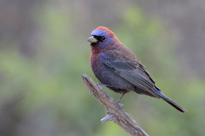 Varied Bunting