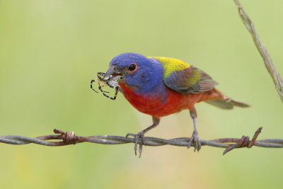 Painted Bunting