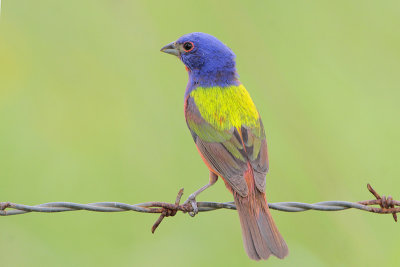 Painted Bunting