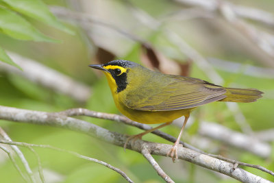 Kentucky Warbler