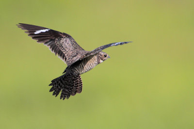 Common Nighthawk