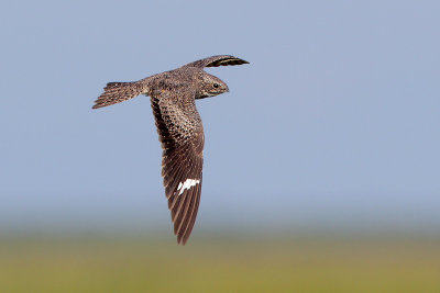 Common Nighthawk