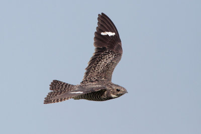 Common Nighthawk
