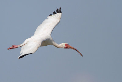 White Ibis