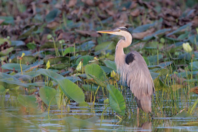 Great Blue Heron