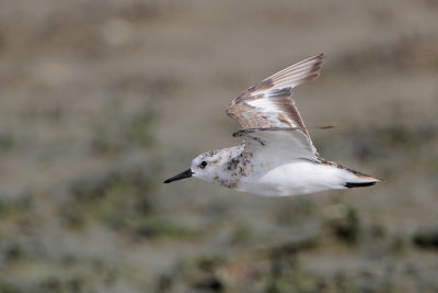 Sanderling