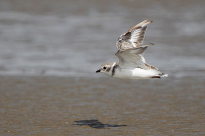 Piping Plover