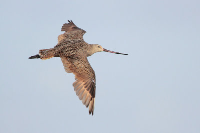 Marbled Godwit