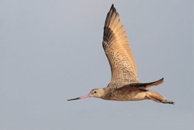 Marbled Godwit